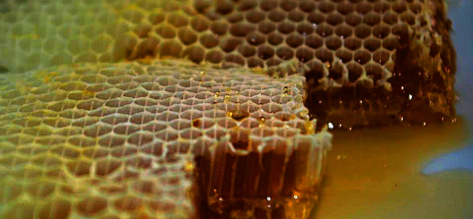 Včely - med